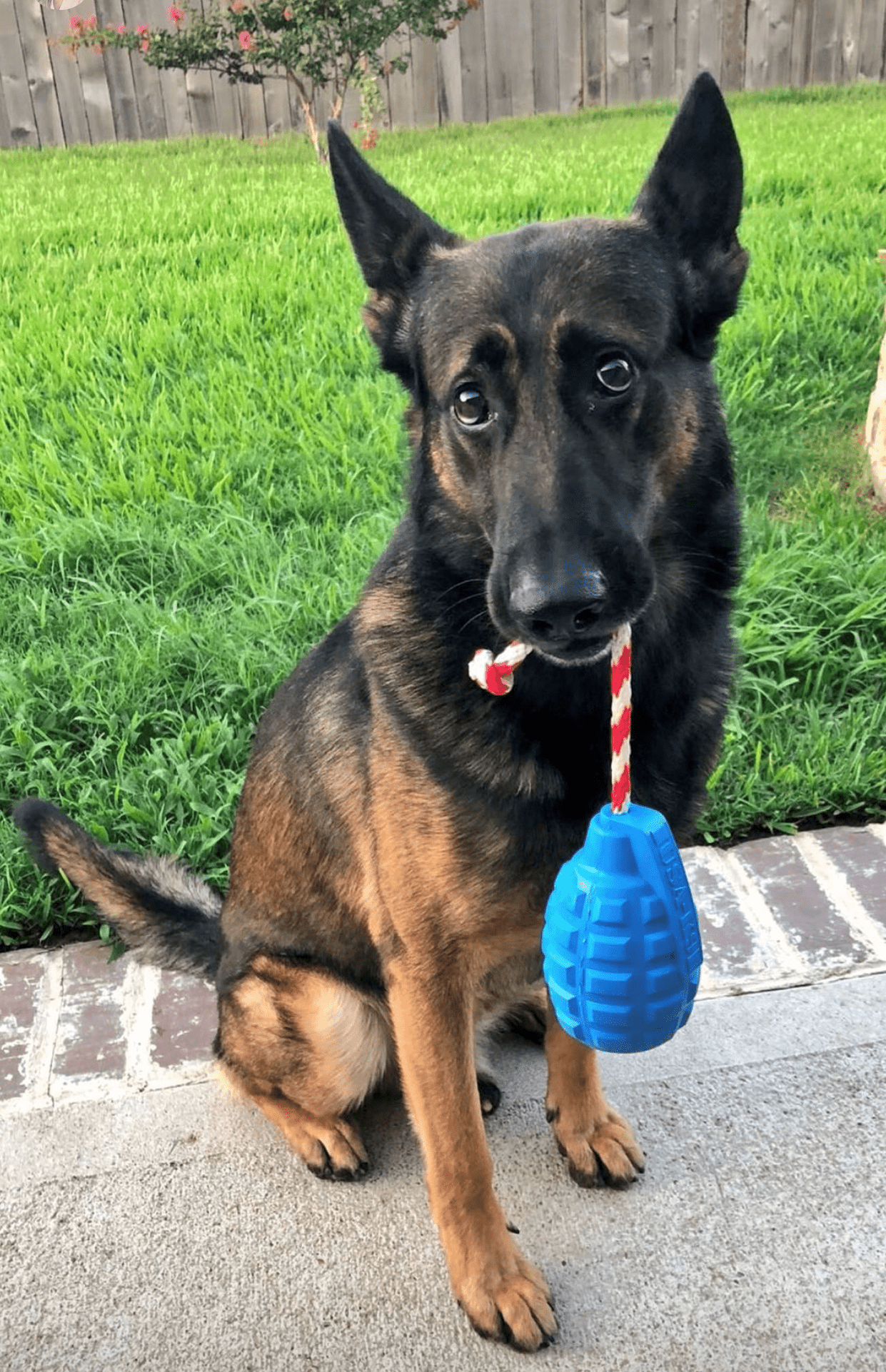 USA-K9 Grenade Durable Rubber Chew Toy, Treat Dispenser, Reward Toy, Tug Toy, and Retrieving Toy